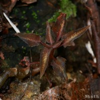 Cheirostylis parvifolia Lindl.